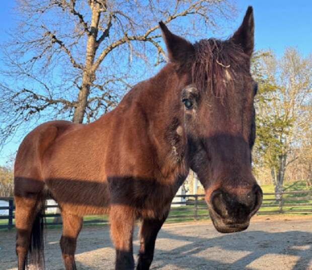 37-летнюю лошадь из США признали старейшей живущей в мире