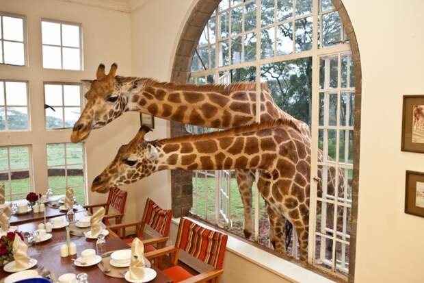 Giraffe Manor (в переводе с английского – Усадьба Жирафов) небольшой особняк в Карене, пригороде Найроби в Кении. Вместе с Центром Жирафов является местом по реализации программы по сохранению жирафов Ротшильда.