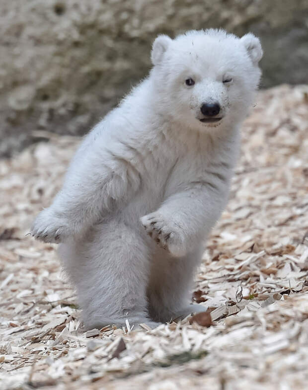 14-недельный белый медведь в зоопарке в Мюнхене