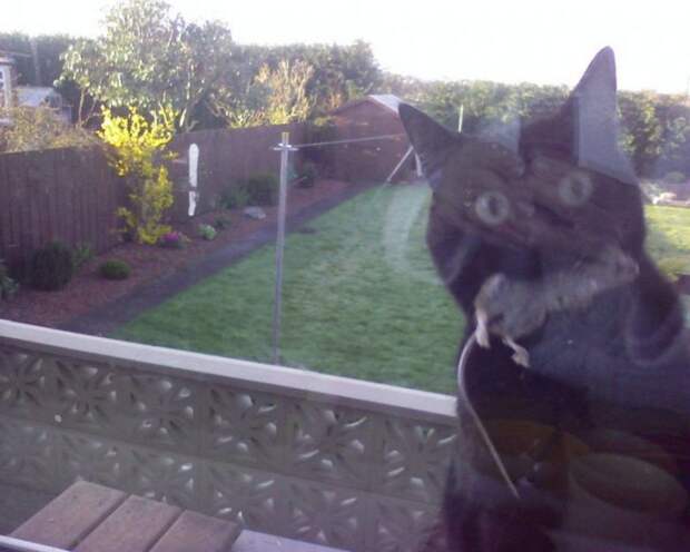 Пушистые засранцы