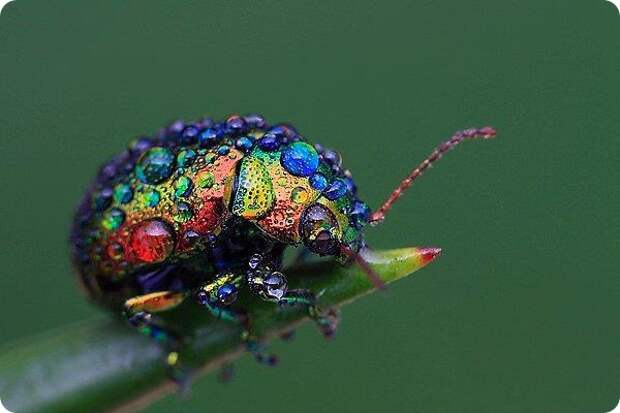 Злаковый листоед (лат. Chrysolina cerealis)