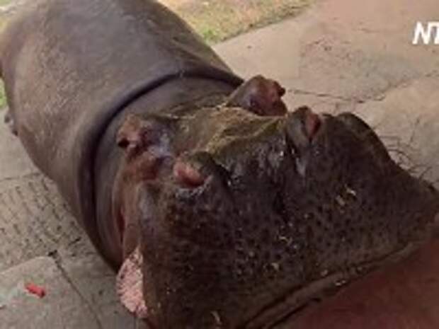В мексиканском зоопарке подрастает детеныш бегемота