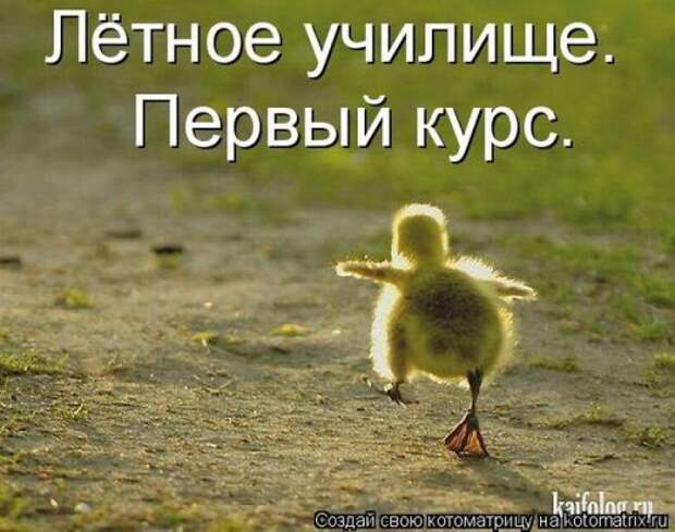 Новая котоматрица за неделю