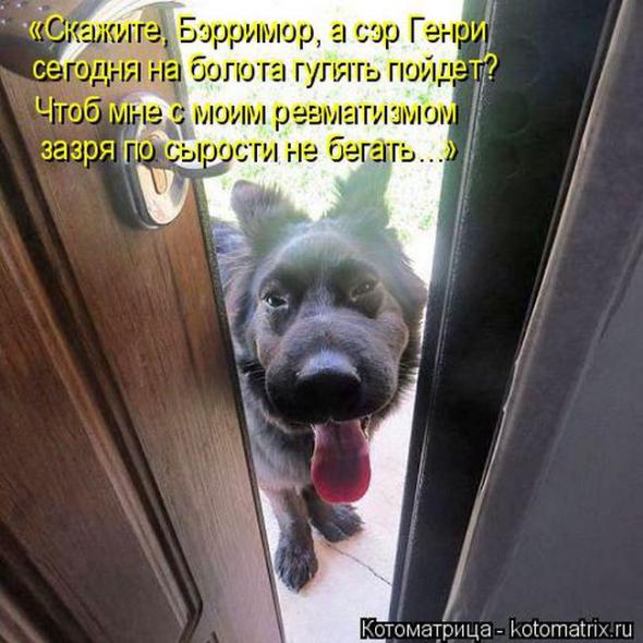 Котоматрицы (картинки с надписями)