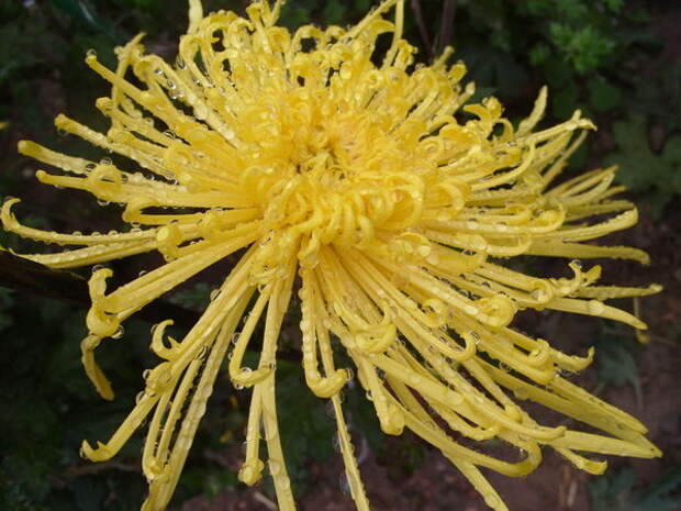 Хризантема с пауковидной формой соцветия сорт Gold Strings