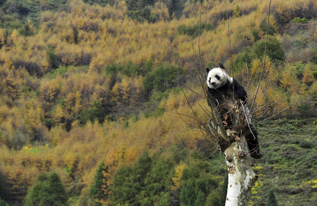 Спецподразделение Панда