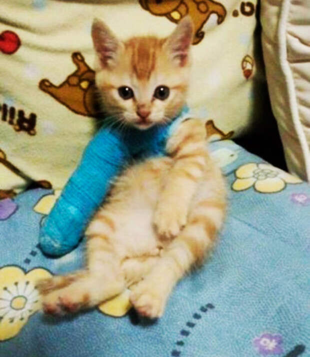 animals-in-tiny-casts-12-580093b3d5f38__605