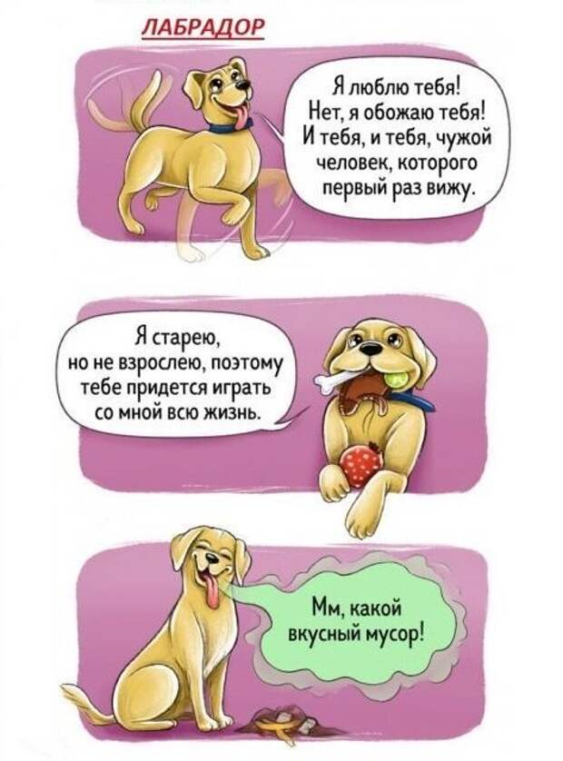 Весёлый гид по породам собак Породы собак, особенности пород, собаки, юмор