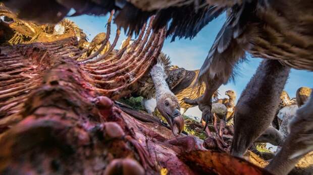 Журнал National Geographic опубликовал фотографии лауреатов премии "Лучшая фотография года - 2016" national geographic, природа, путешествия, фотография