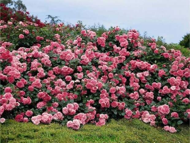 Сайт о самых красивых цветах - Классификация роз (окончание)