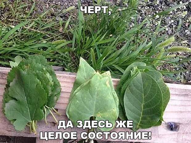 Веселые картинки с надписями до слез и веселья (11 фото)