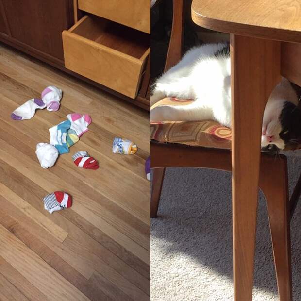20 смешных фото котов, которые показывают, кто в доме хозяин