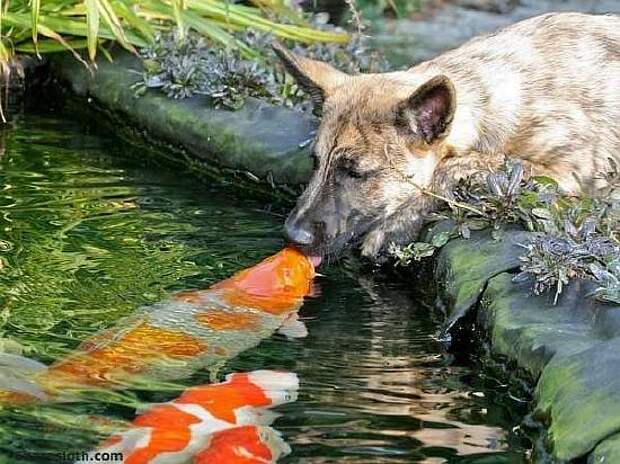 dog-kissing-koi