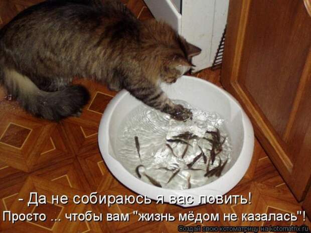 Забавные животные (50 фото)
