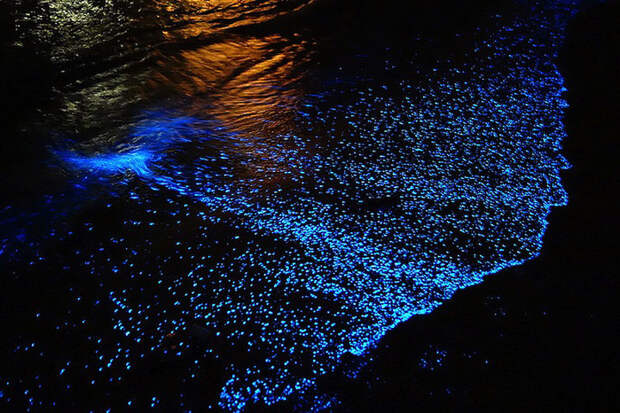 Красота светящихся пляжей, подобных звездному небу BioluminescentBeaches03 Красота светящихся пляжей, подобных звездному небу