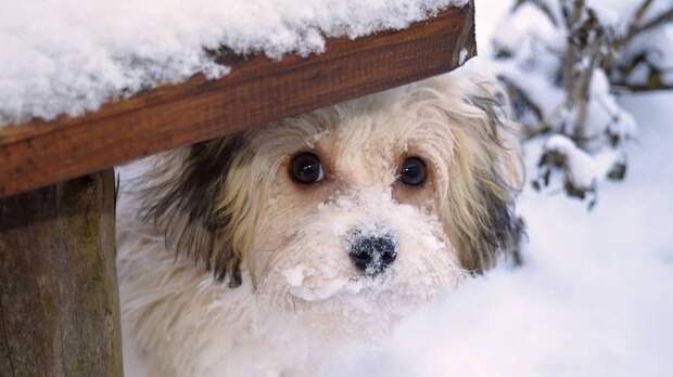Пожарные спасли жизнь раненой и замерзающей собаке в Алтайском крае