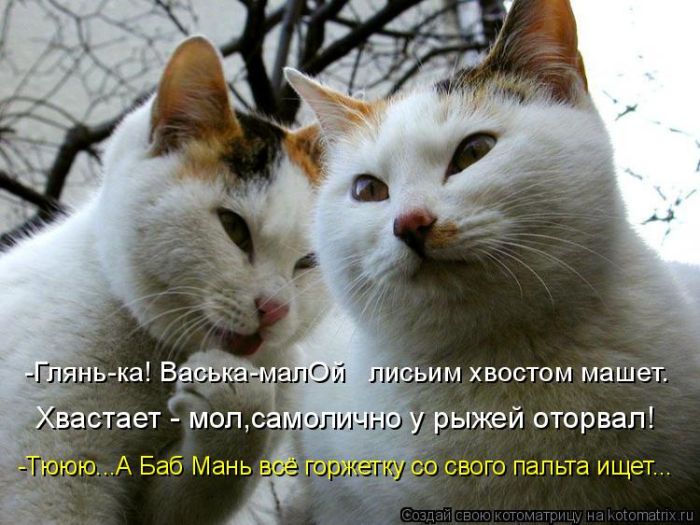 Лучшие котоматрицы недели (50 фото)