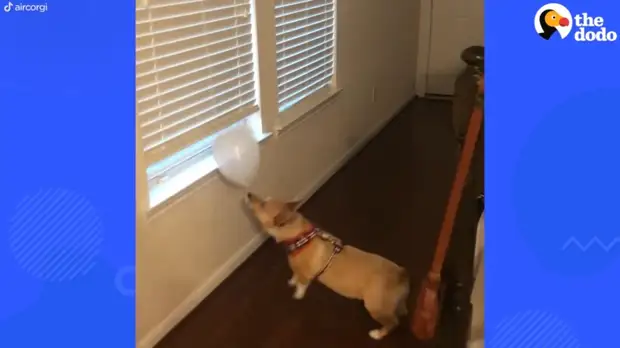 ​Видео: Корги профессионально занимается баскетболом — как собака этому научилась