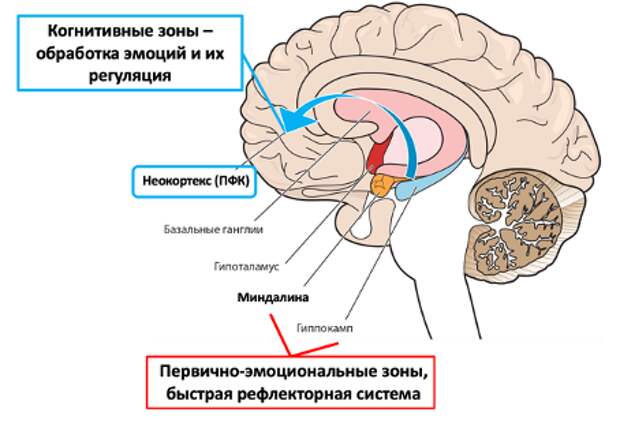 Структуры коры и лимбической системы головного мозга, участвующие в регуляции эмоционального реагирования