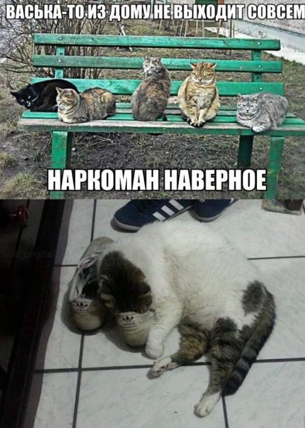 Очередная порция забавных фотомемов (24 шт) Очередная порция забавных фотомемов (24 шт)