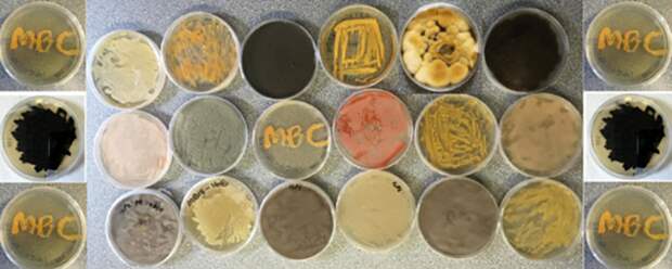 microbe plates