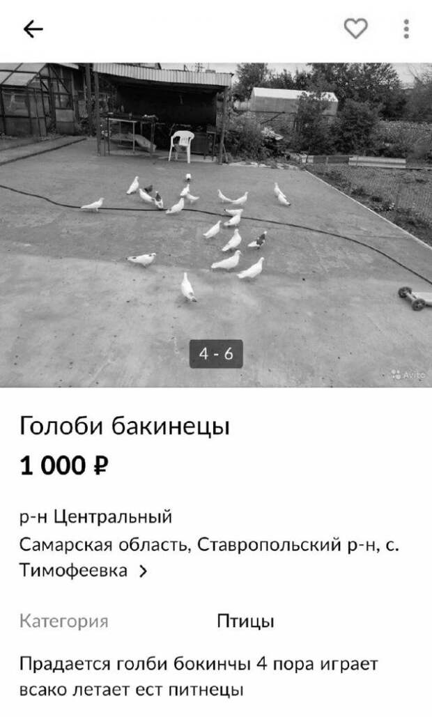 198062_6_trinixy_ru.jpg