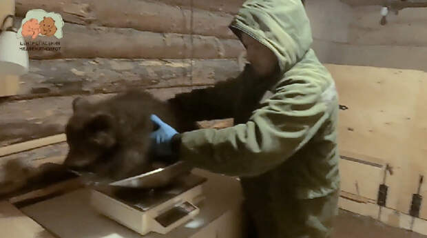 Видео: Осиротевшие медвежата из Смоленска переехали в лес