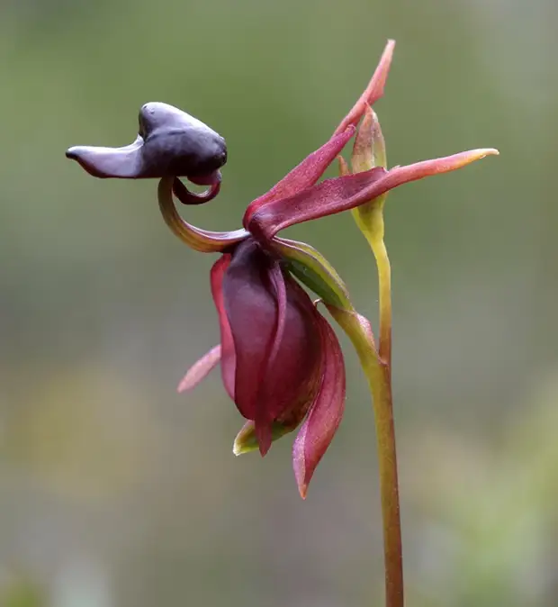 Орхидея Калания (Caleana major)