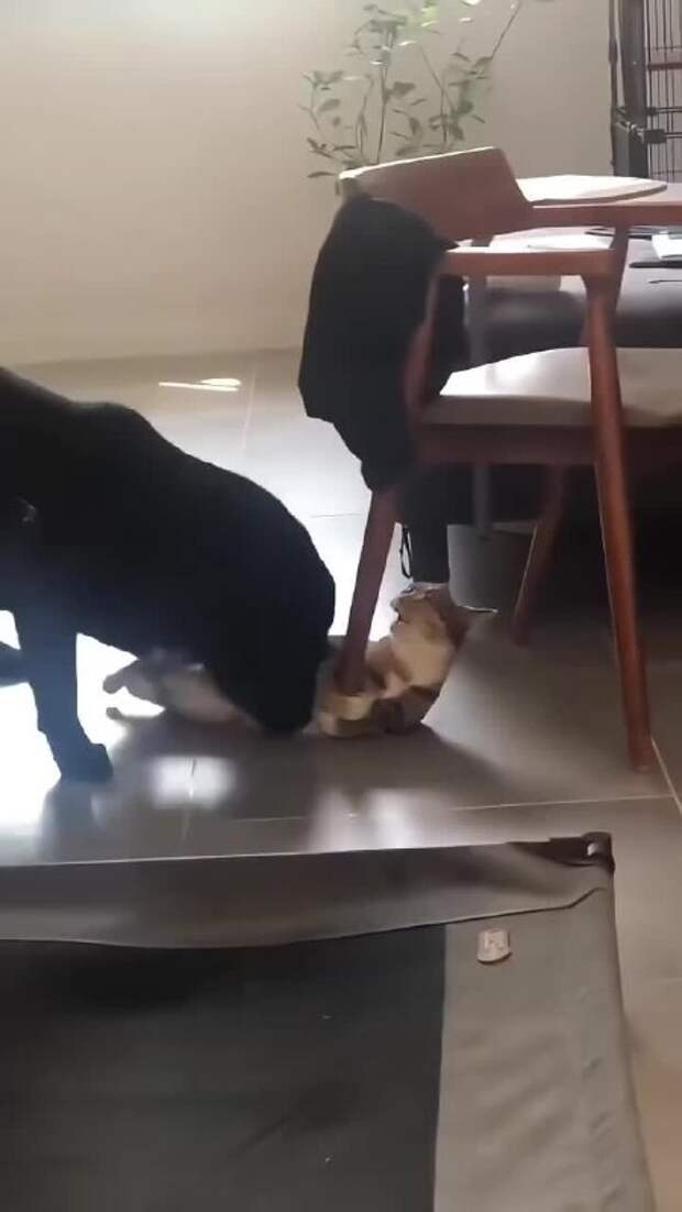 Весело живут