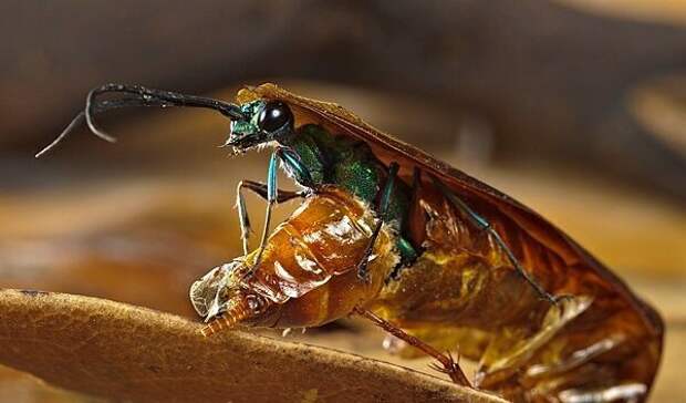 10 невероятных фактов о насекомых