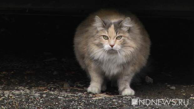 Кабмин поддержал идею о конфискации животных за жестокое обращение