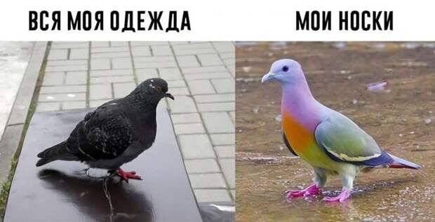 Мои носки Мои носки
