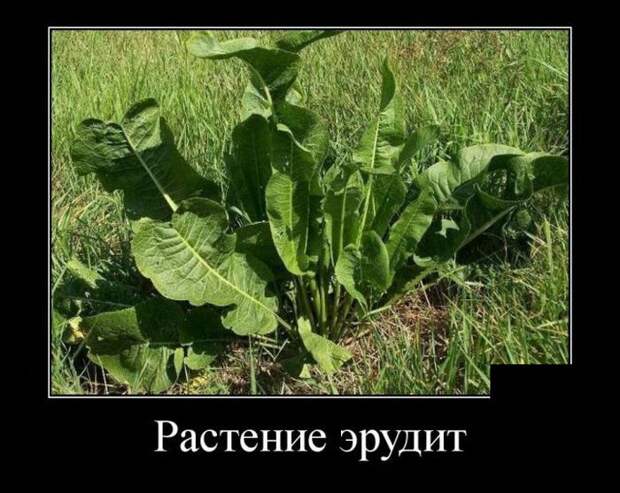 Прикольные демотиваторы на утро (11 фото) Прикольные демотиваторы на утро (11 фото)