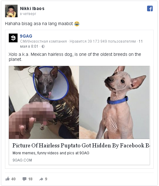 "Контент 18+". Facebook заблокировал милое фото со щенком за непристойность