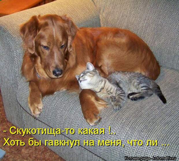 Котоматрица: - Скукотища-то какая !.. Хоть бы гавкнул на меня, что ли ...