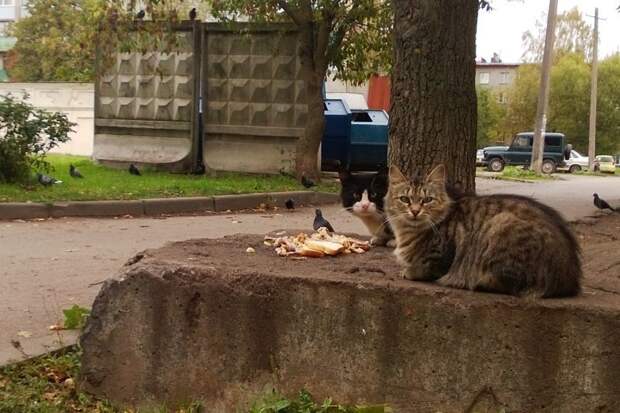 Очень колоритные уличные коты бездомные, город, кот, кошка, улица, уличные кошки, эстетика