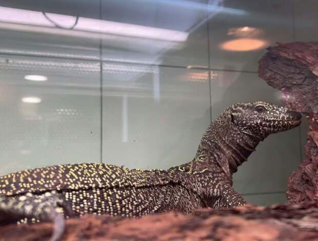 В Ленинградский зоопарк привезли пару для синехвостого варана