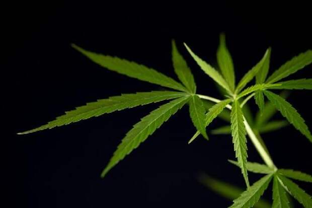 В Тамбове подростка обвиняют в незаконном хранении наркотиков в крупном размере
