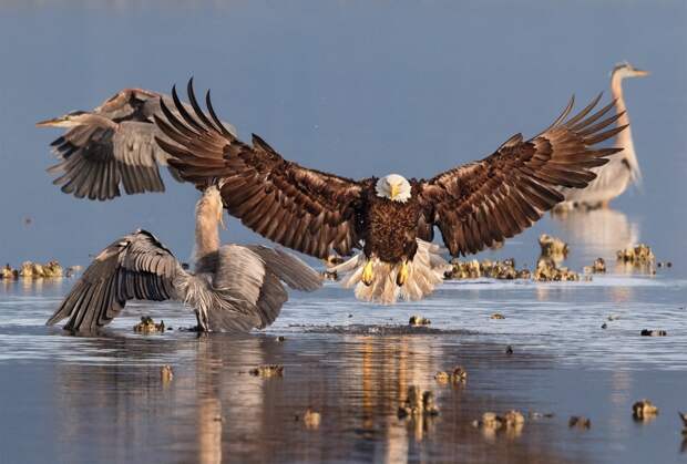 Победители орнитологического фотоконкурса Audubon Photography Awards 2016