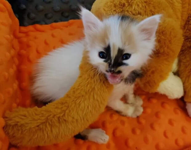 Без кота и жизнь не та