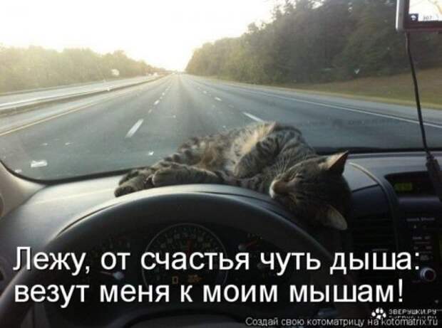 Лучшие котоматрицы недели, 35 шт.