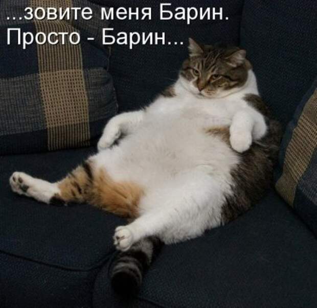 Котоматрицы: Мысли вслух