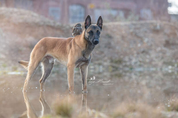 Фотография: Такая милая дружба пса и совушки №14 - BigPicture.ru