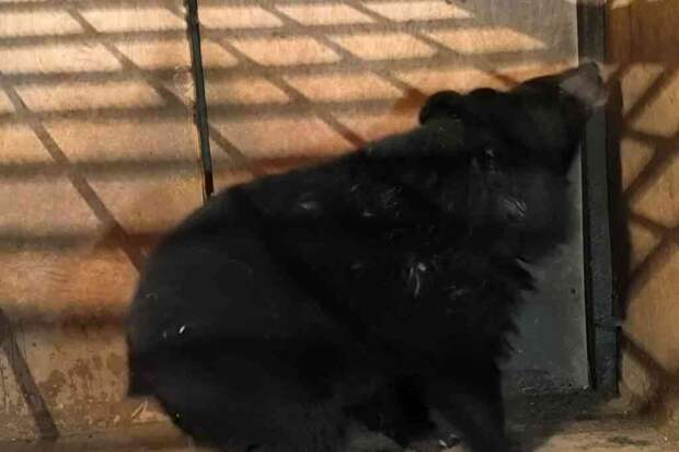 Гималайский медведь ворвался в школу в Приморском крае