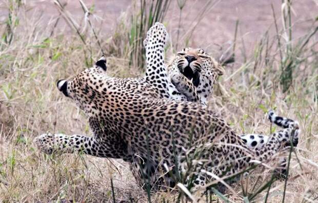 Мать и ее котенок-леопард играют в Национальном парке Крюгера в Южной Африке