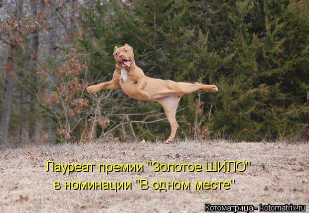Котоматрица: Лауреат премии "Золотое ШИЛО" в номинации "В одном месте"
