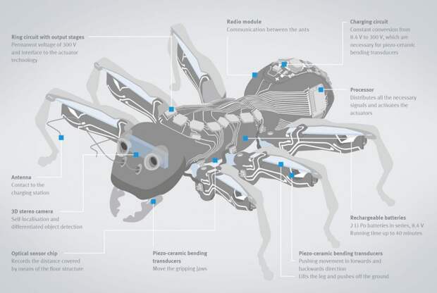 bionicants-info-en-1532x1032