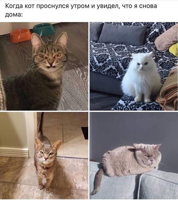 Недовольный кот