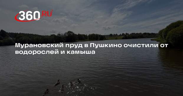 Мурановский пруд в Пушкино очистили от водорослей и камыша