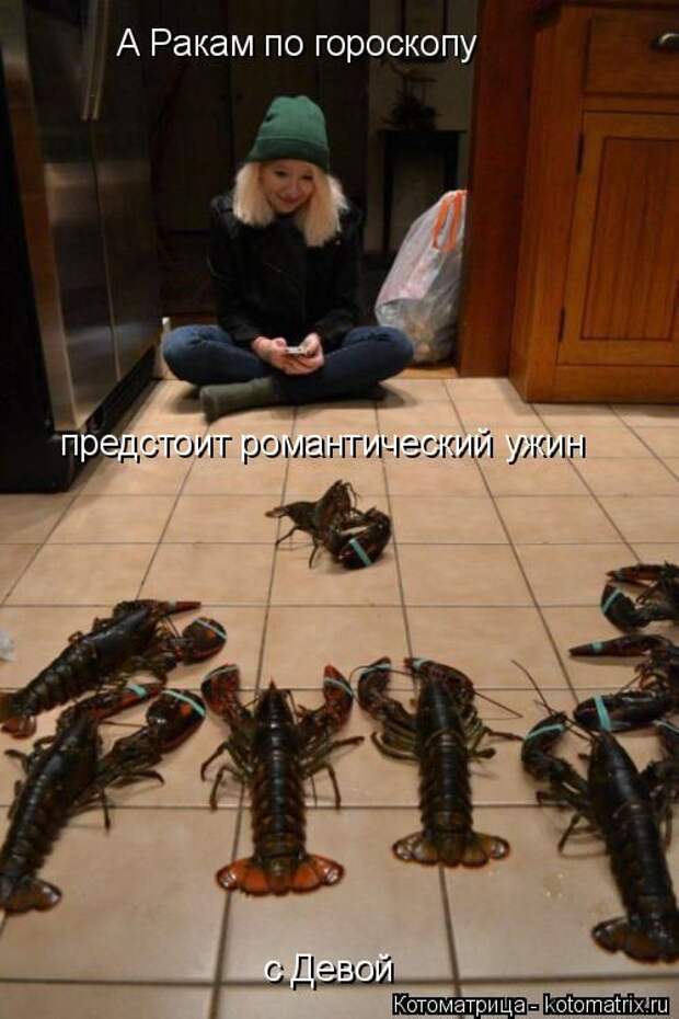 Лучшие котоматрицы недели (50 фото)